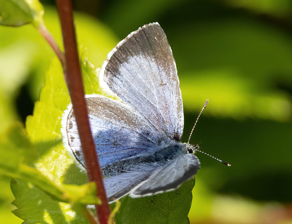 holly blue law